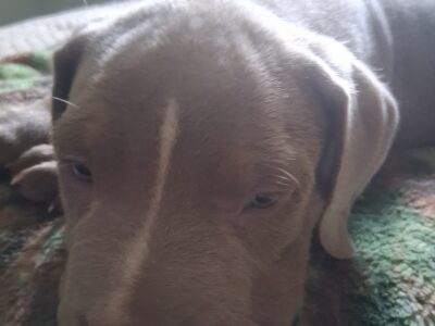 Red nose pitbull Apollo