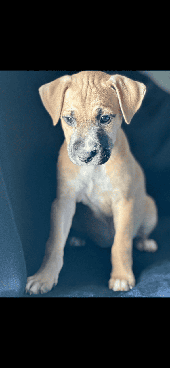 Puppies ready for new home ( black mouth cur/ pit image 5