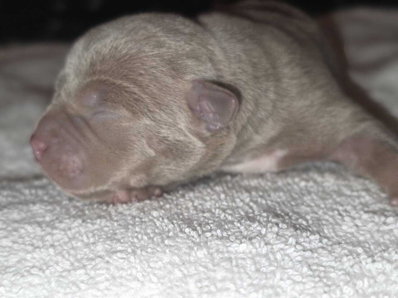 Classic American Bully Puppies Rehome image 2