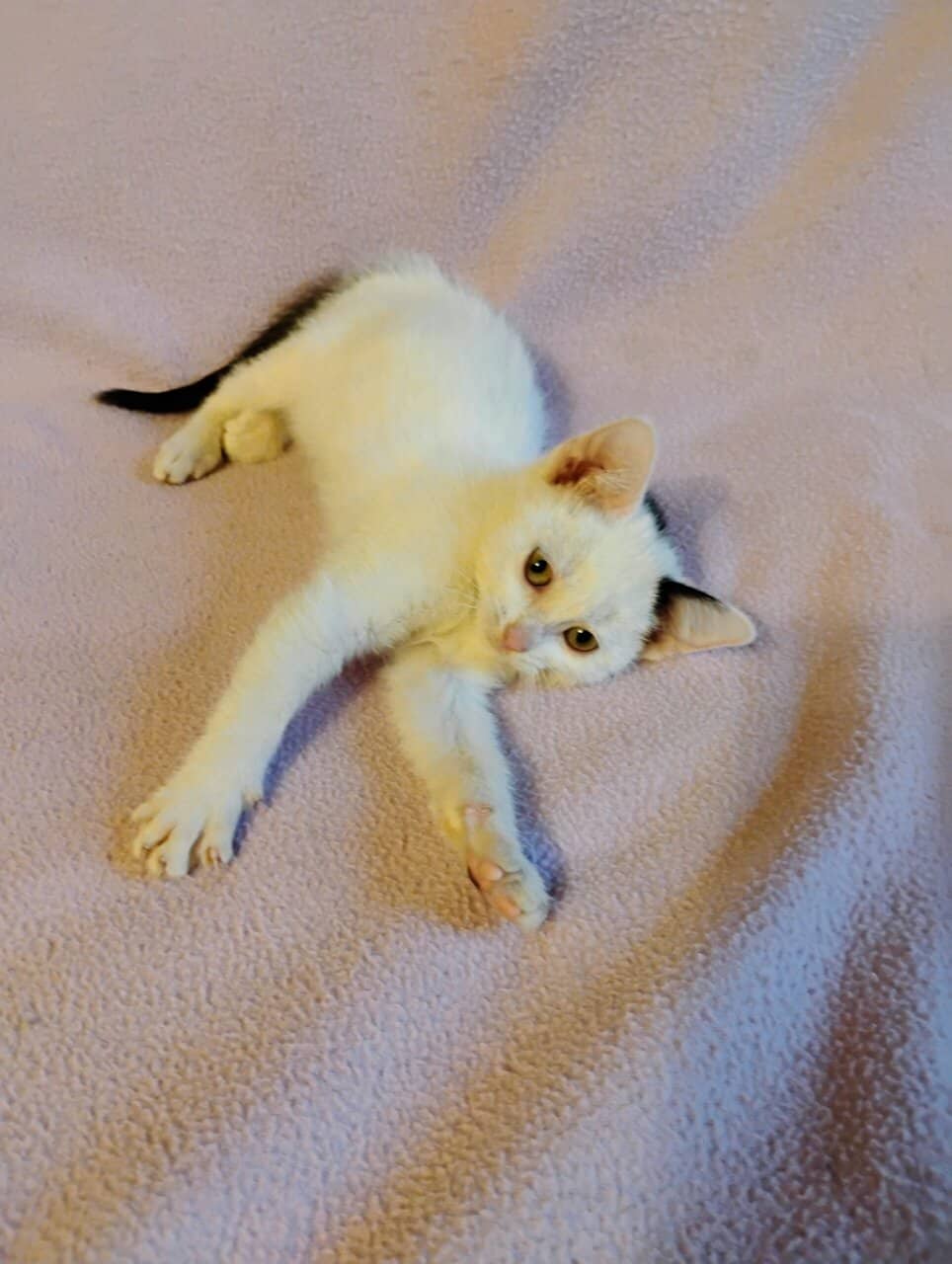 Kittens image 4