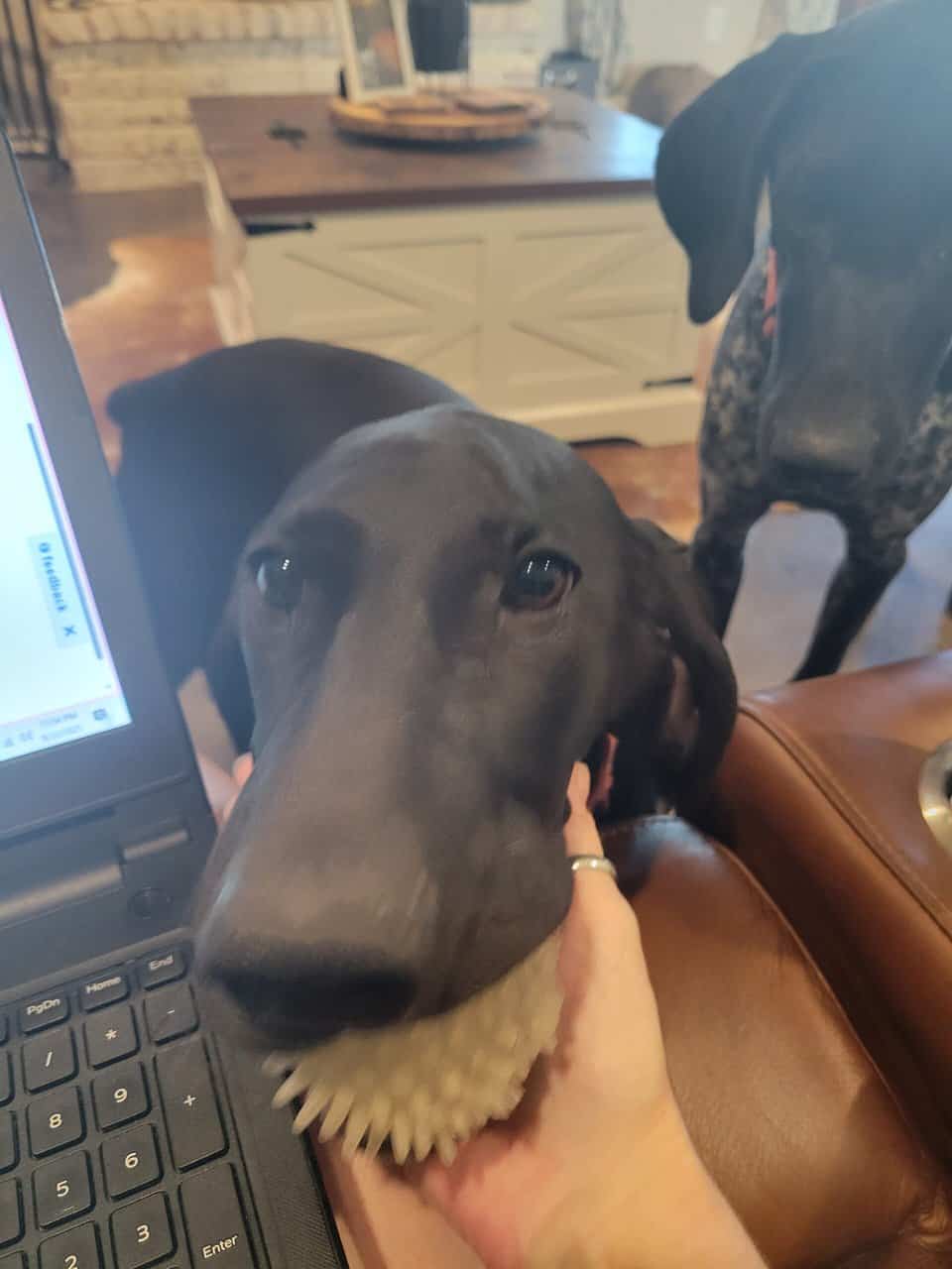 GSP/ Weimaraner mix image 1