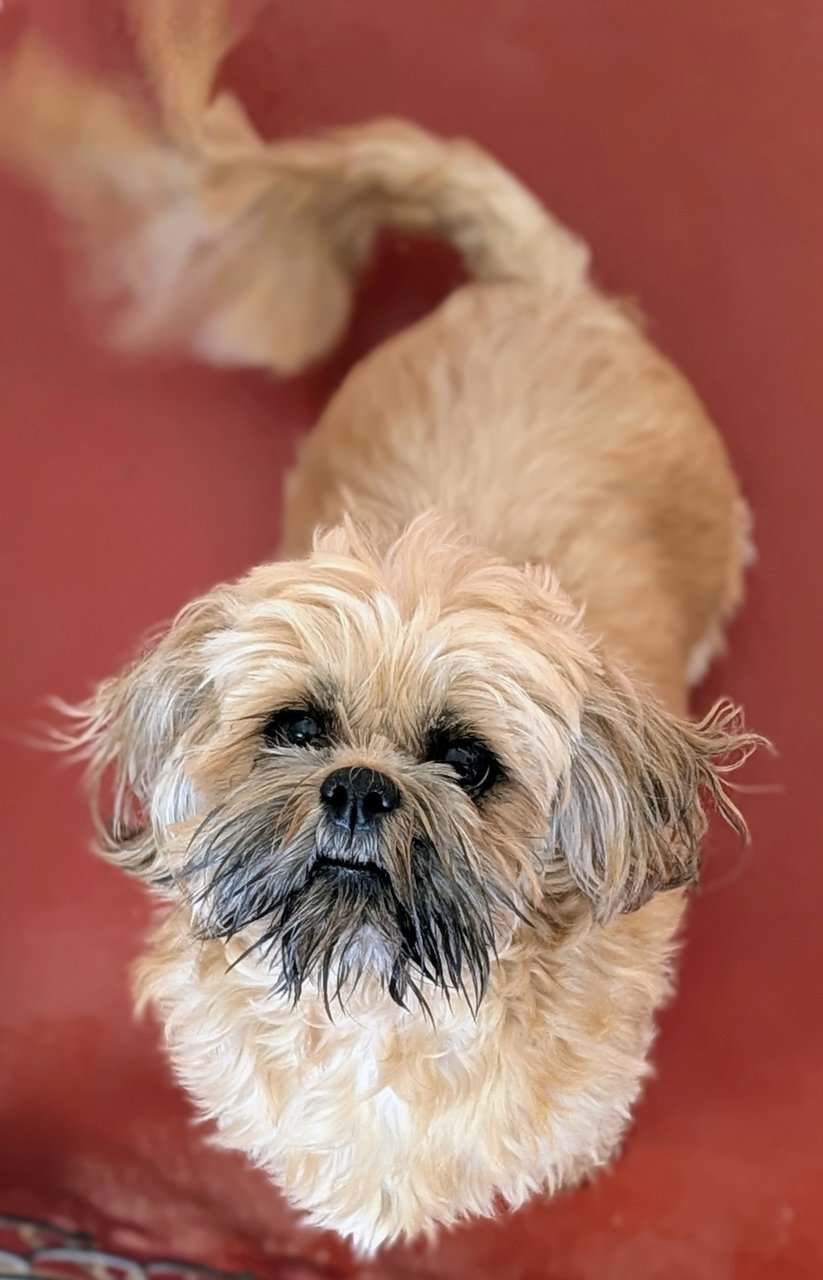 Adult Female ShihTzu image 1