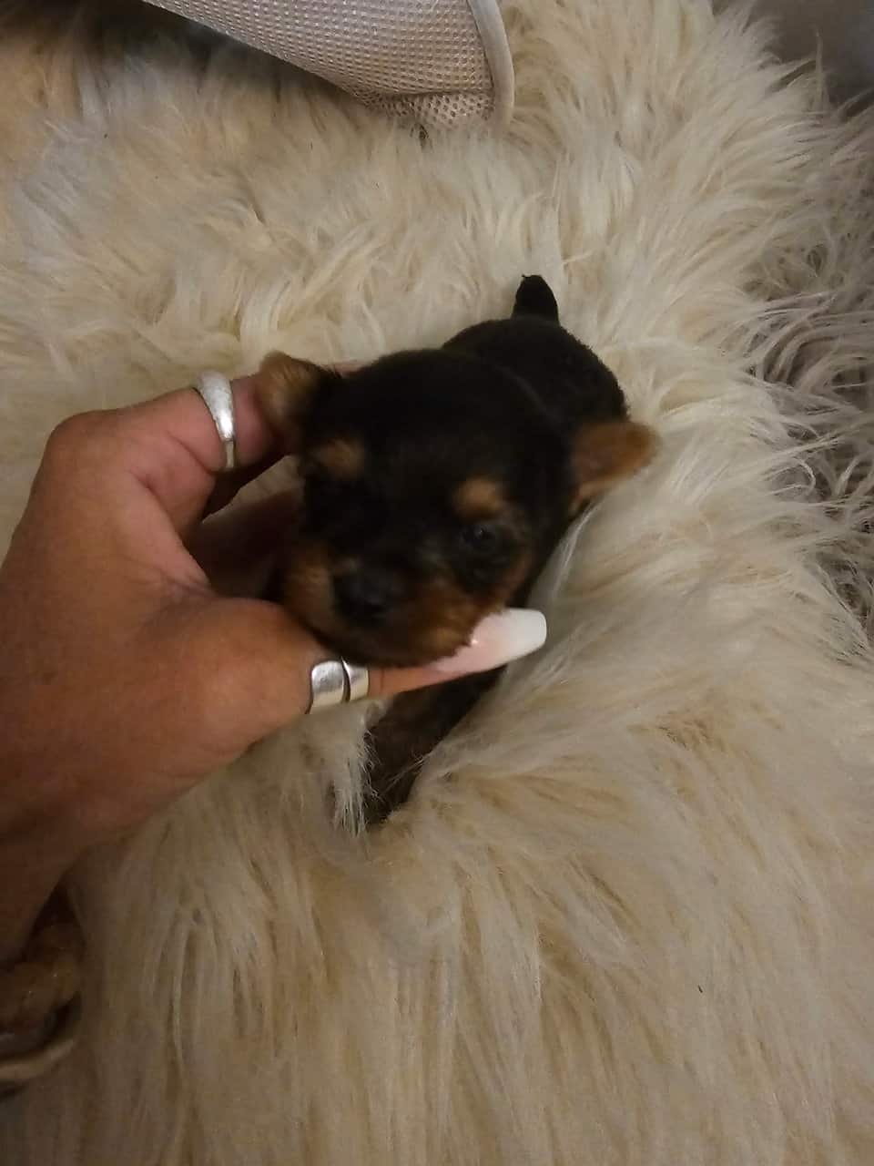 Yorkies image 5