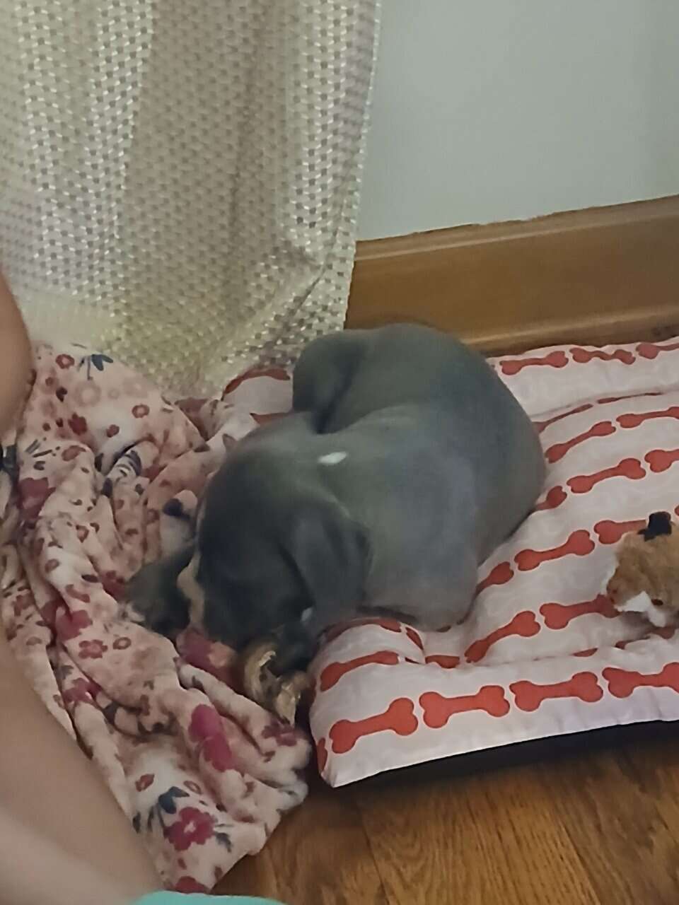 XL bully image 3