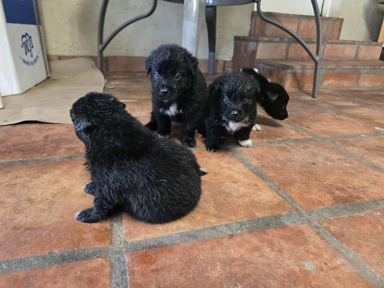 Beautiful Purebred Border Collie Puppies –orlando image 9