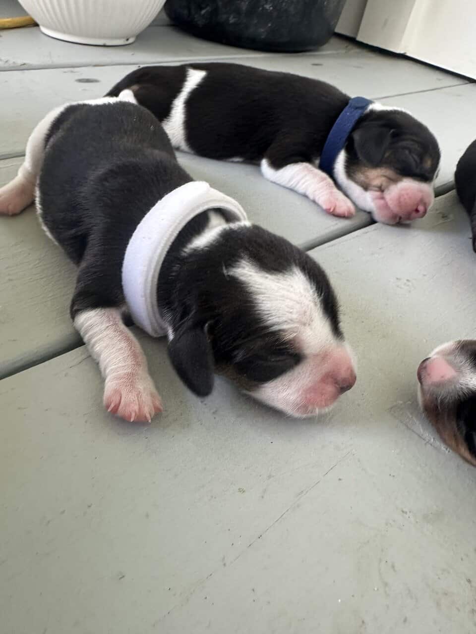 Pure Bred Beagle Puppies image 18