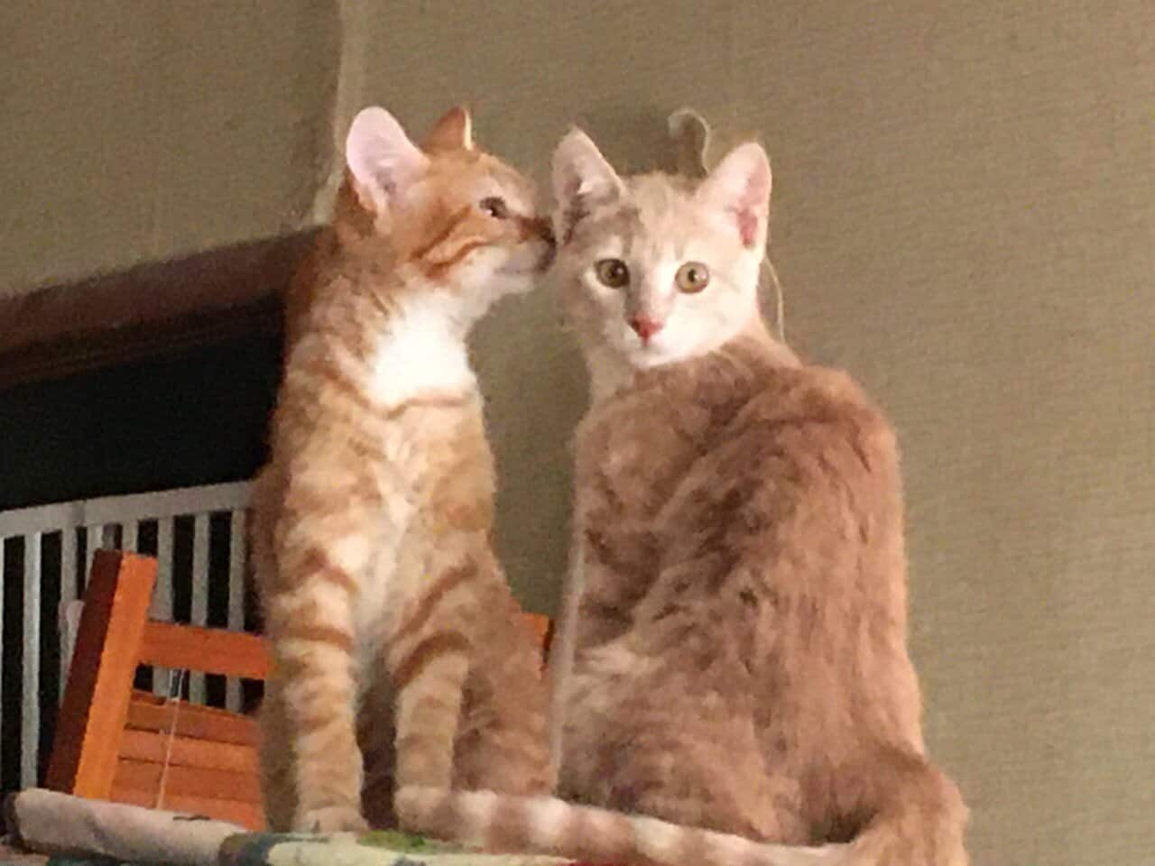 Orange Tabby Male 11mths Colorado image 4