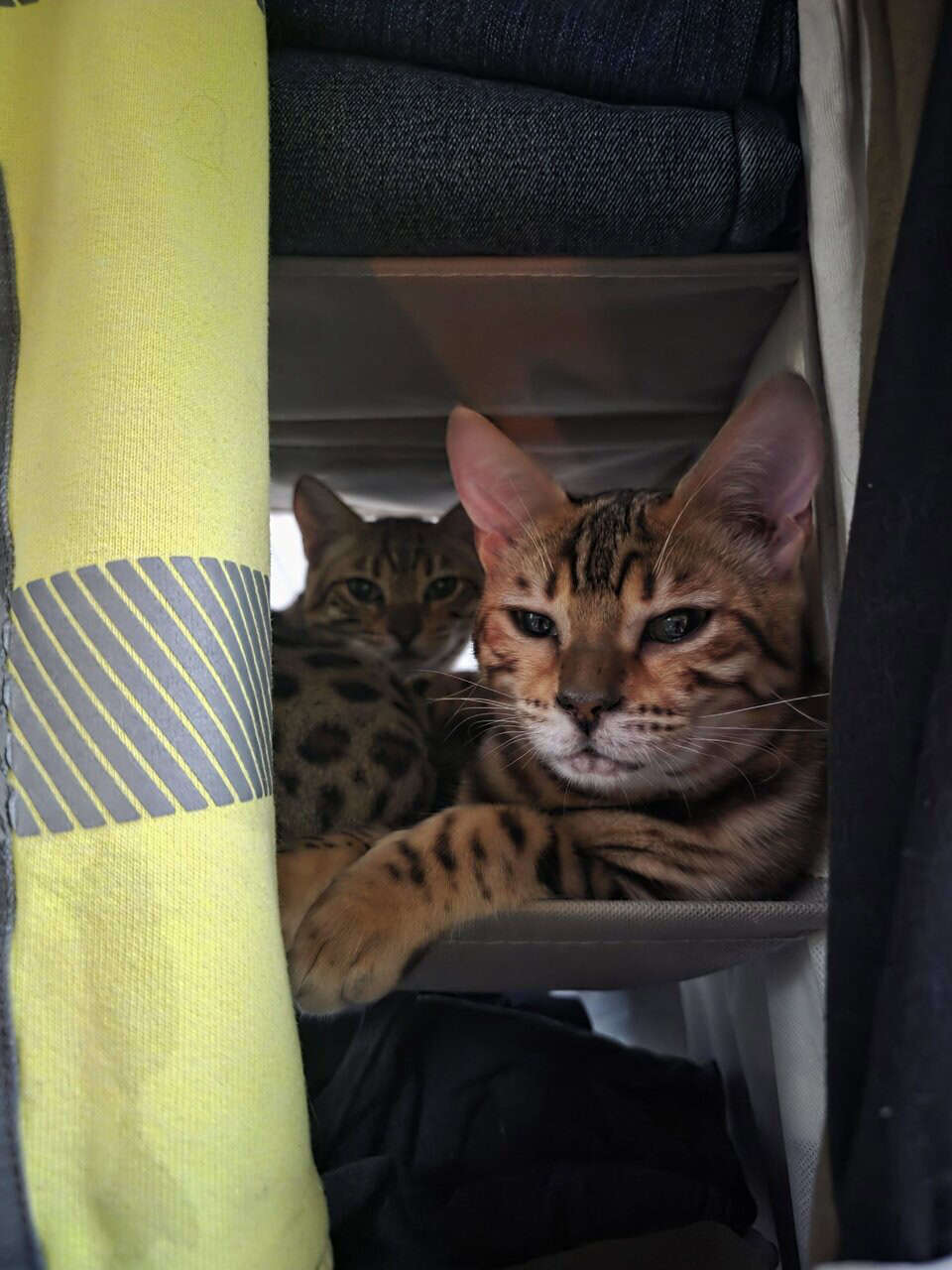 Bengal image 1
