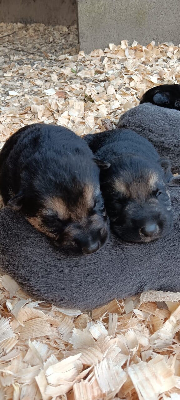 German Shepherd puppies image 4