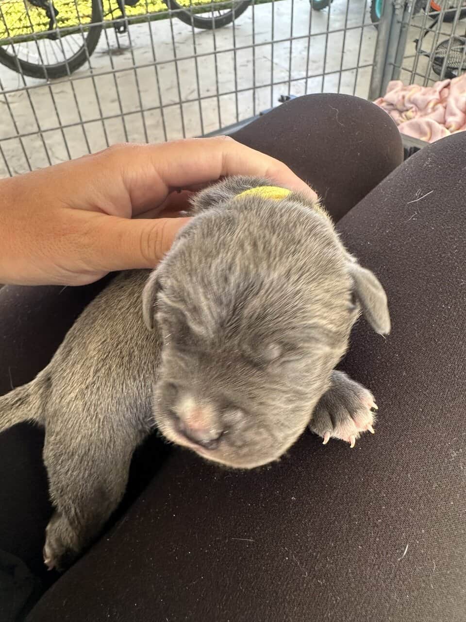 Cane Corso Mix image 17