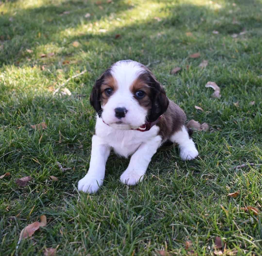 English Springer Spaniels image 5