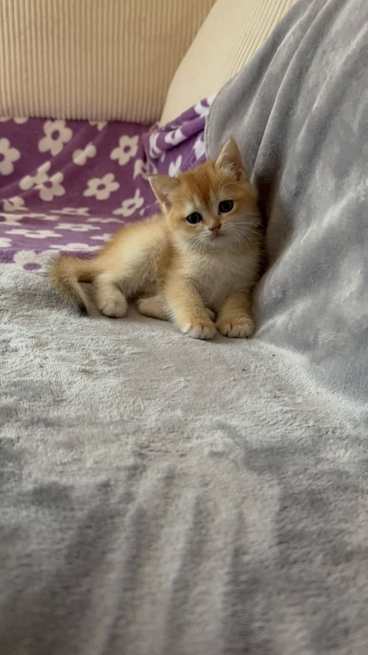 Scottish fold image 11