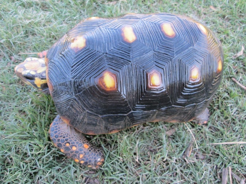 Adult female red foot tortoise image 1