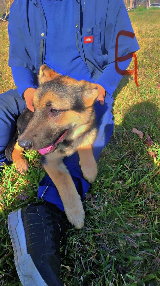 German Shepherd Puppies 4 sale SOON image 9