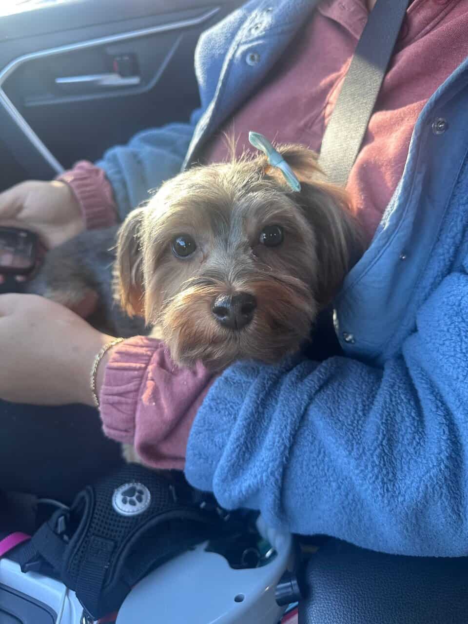 Beautiful Young Female Yorkie Needs a New Home image 3