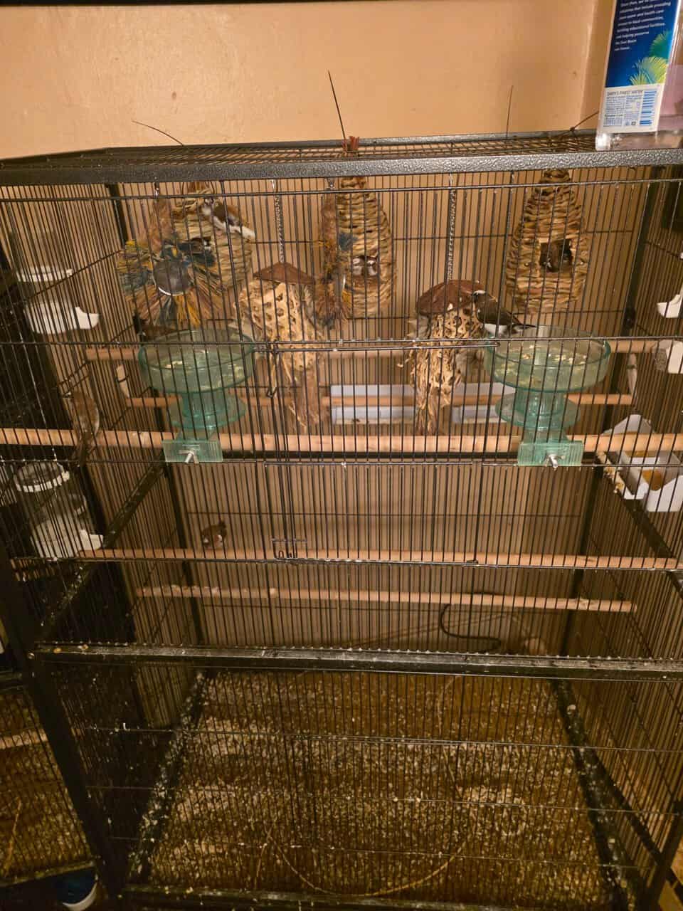 13 hand raised and bred society finches for sale image 6