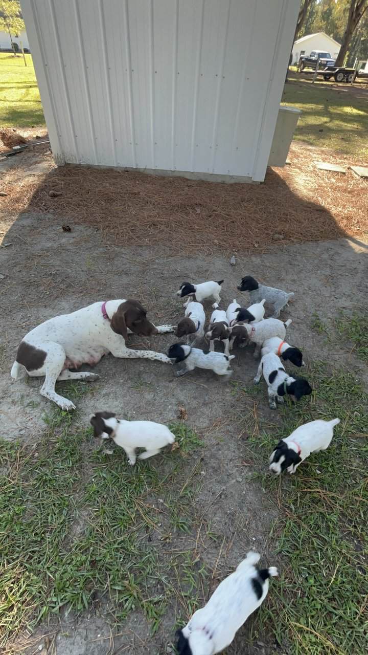 AKC GSP Puppies Available now in Richlands NC image 6