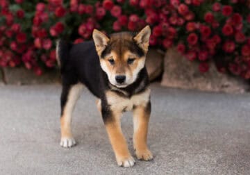 AKC Shiba Inu male pup in Indiana (King)