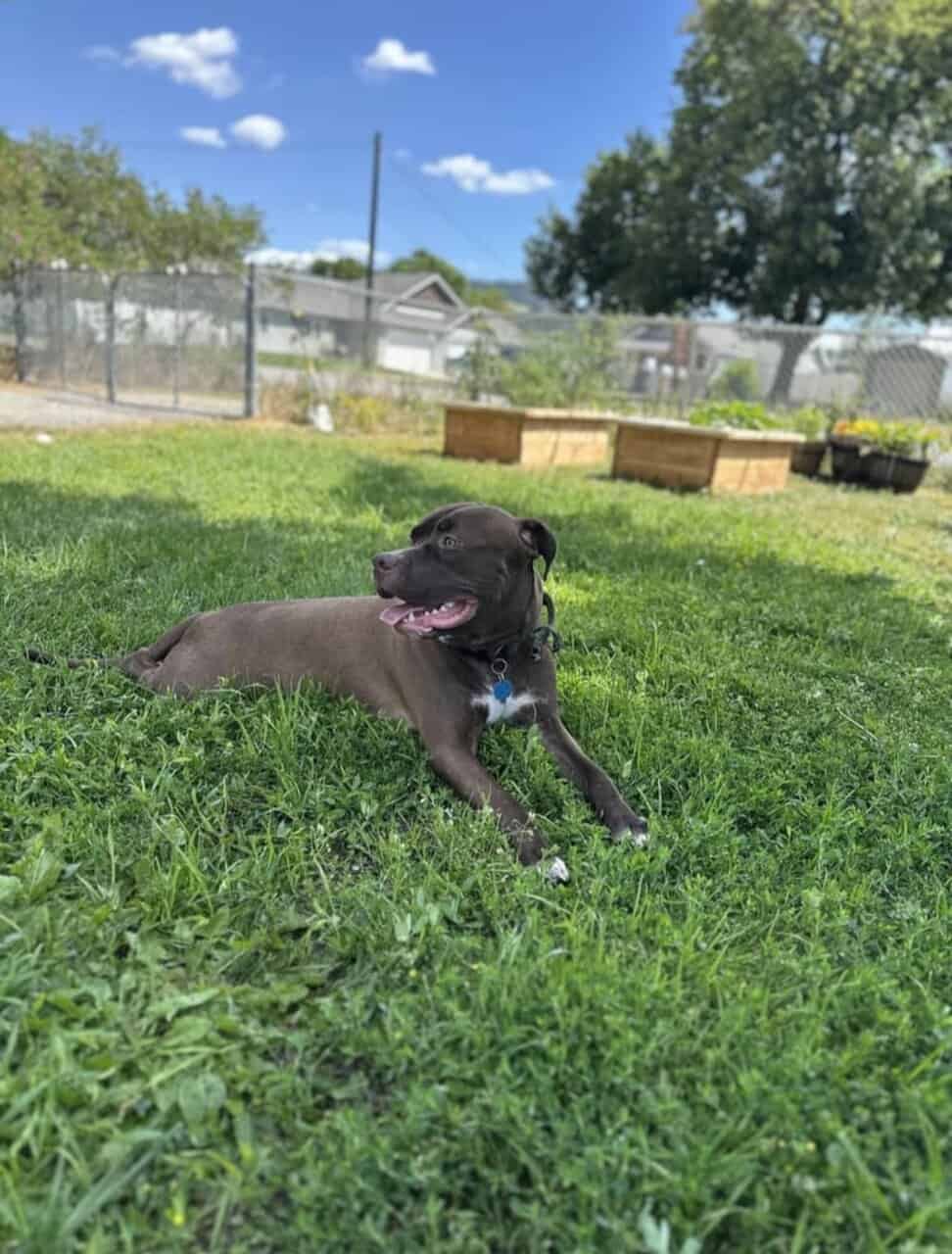 Meet Dash, your new best friend! image 1