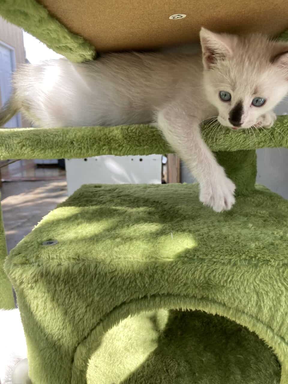 9 weeks cat kittens image 2