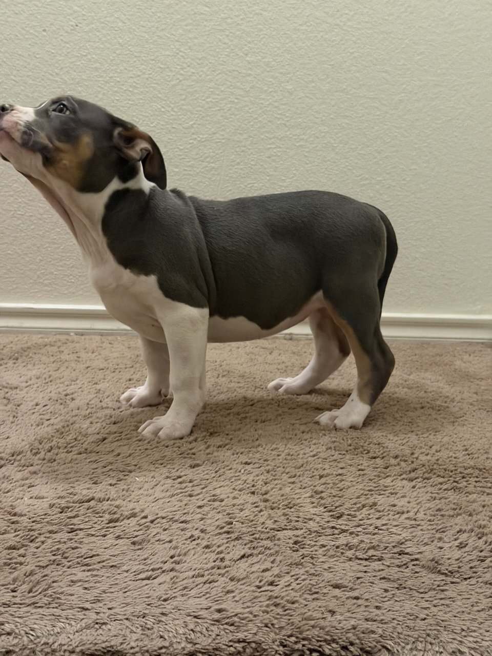 10weeks old image 6