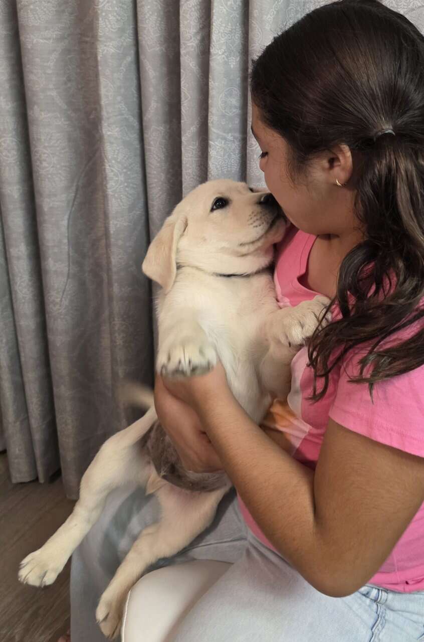 English labrador puppies. image 3