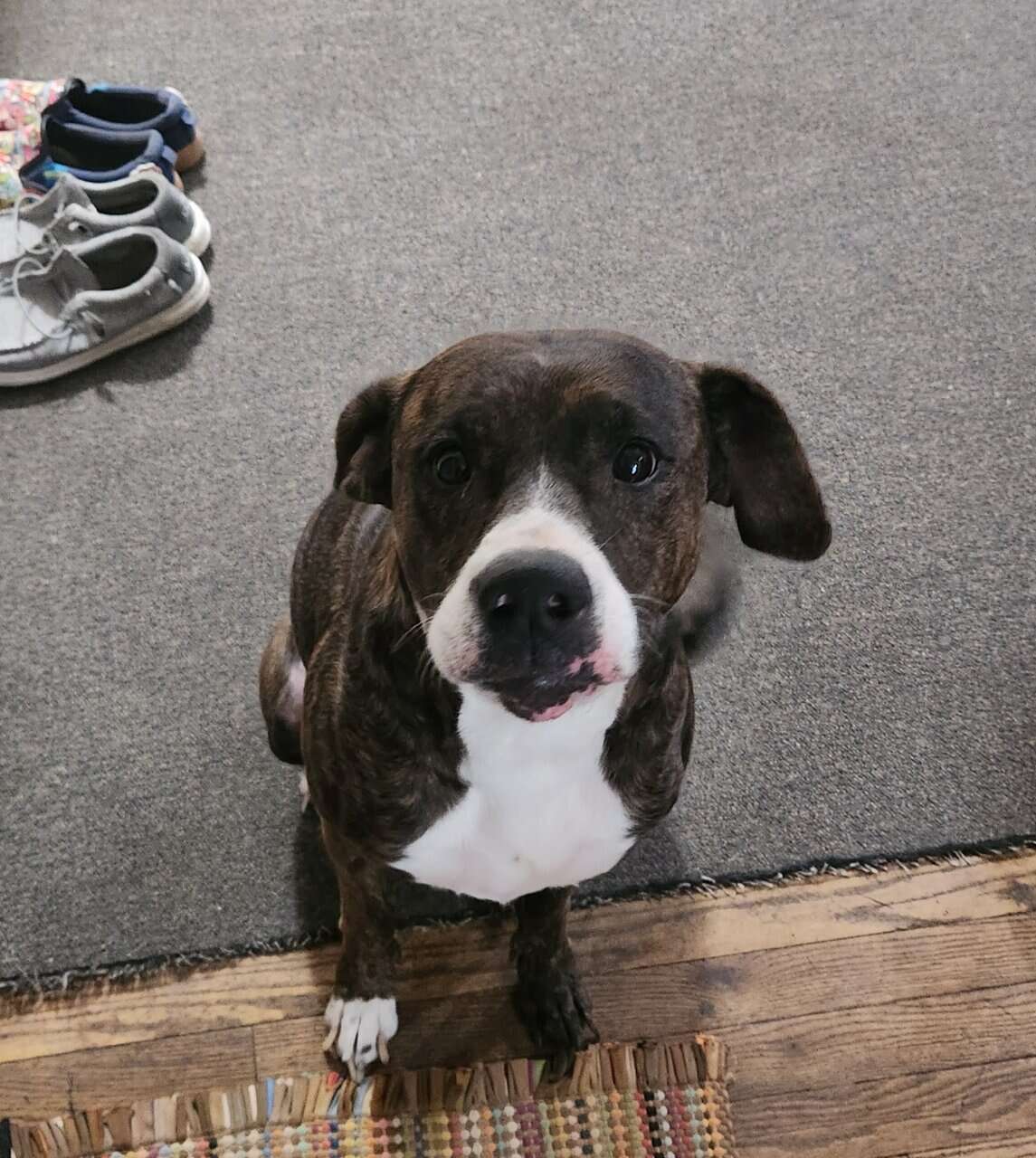 Mixed puppies image 8