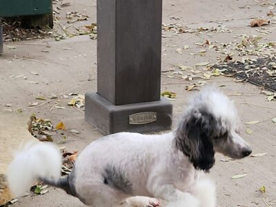 Michigan miniature/toy. poodle pups