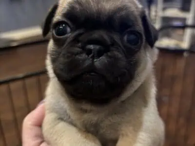 Fawn Pug Puppies