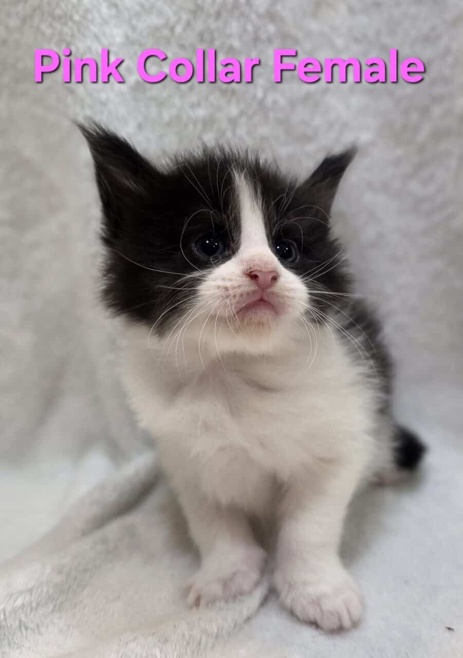 Maine Coon Kittens image 3