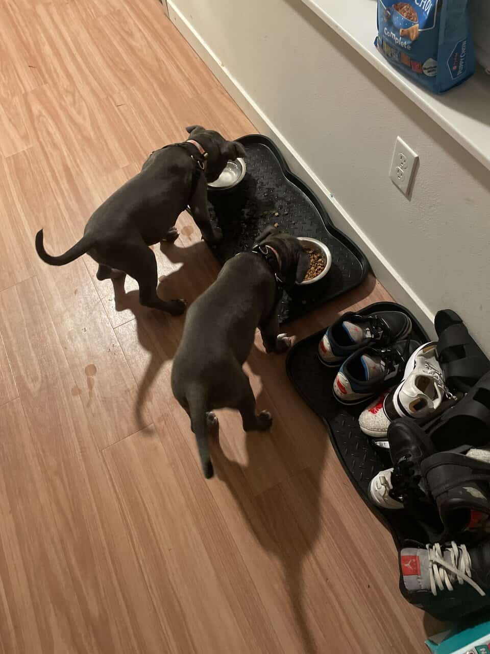 Xl bully female image 5