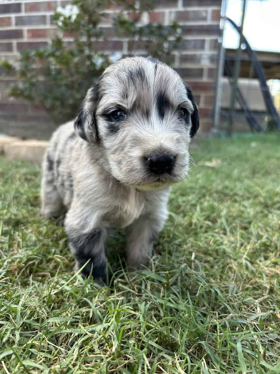 Golden Aussie (red) image 2