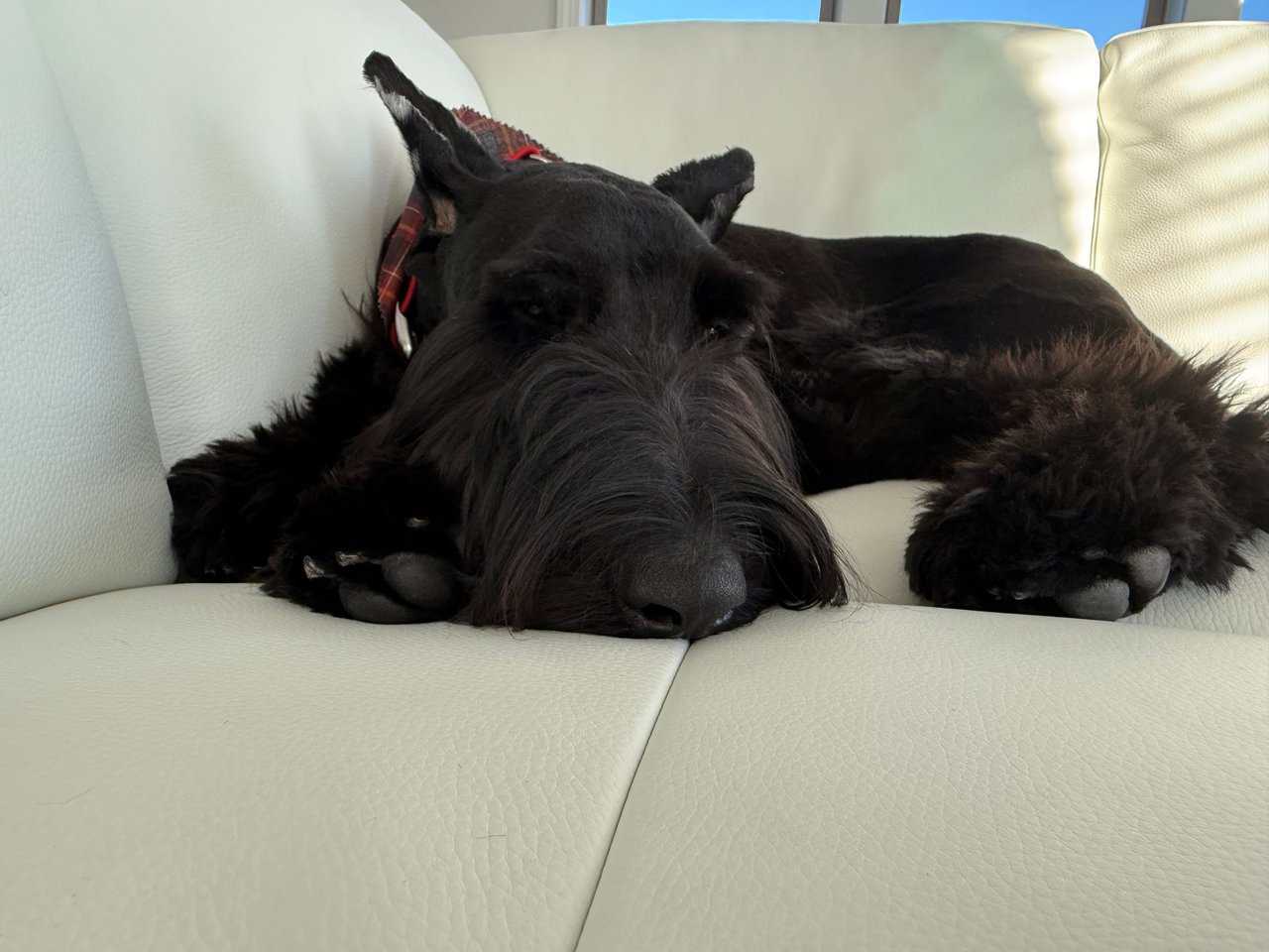 Giant Schnauzer pure breed - image 2