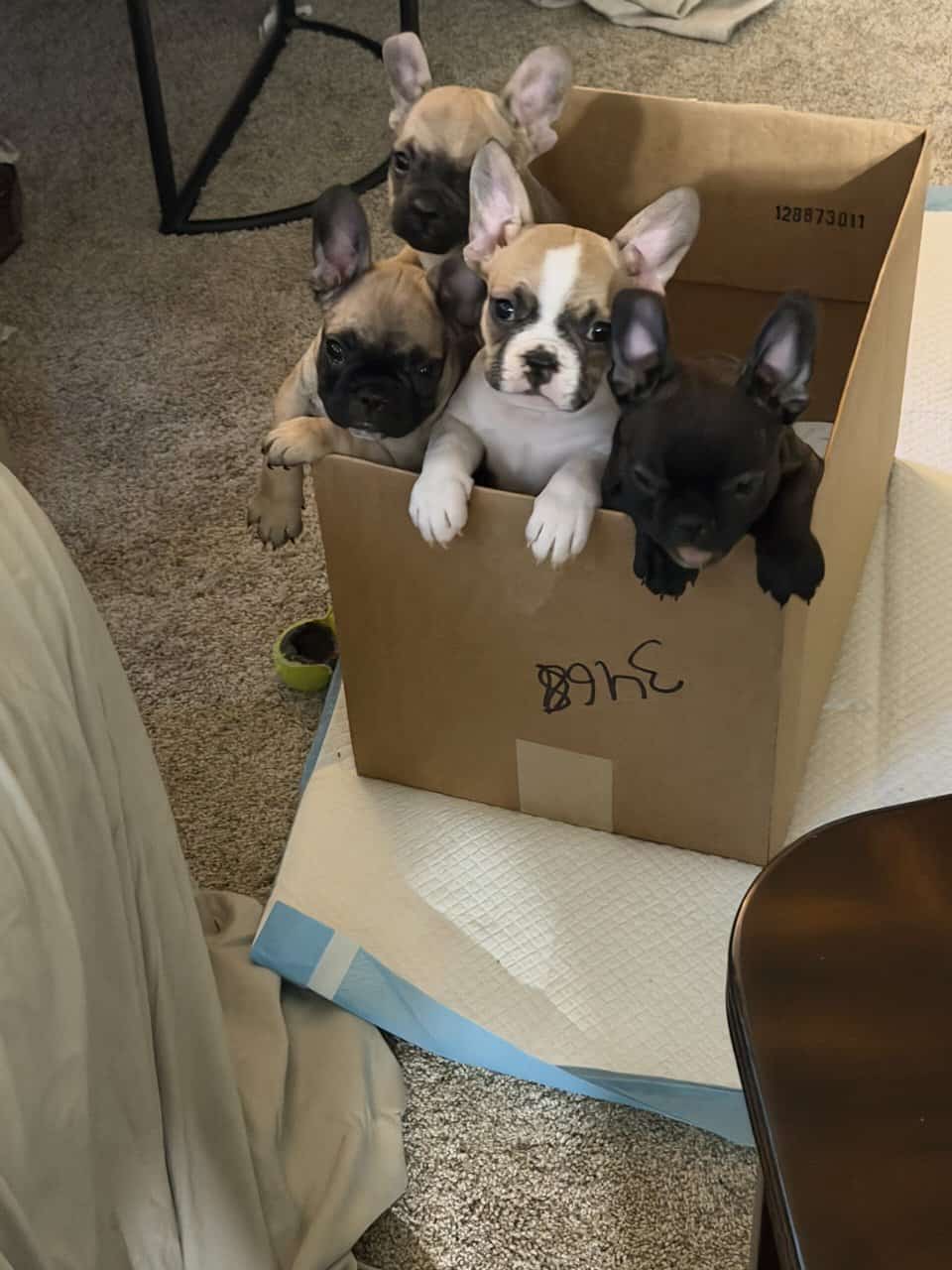 French bulldog puppies akc image 3
