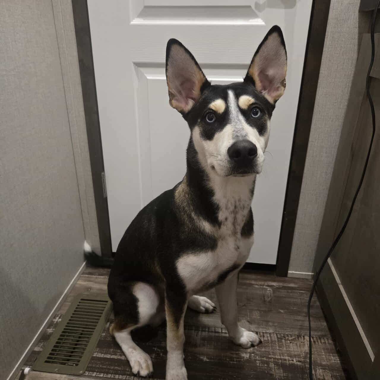 ShinerBock is looking for a forever home image 2