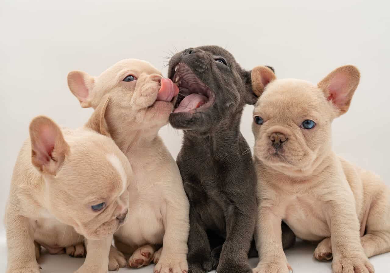 French Bulldog puppies image 5