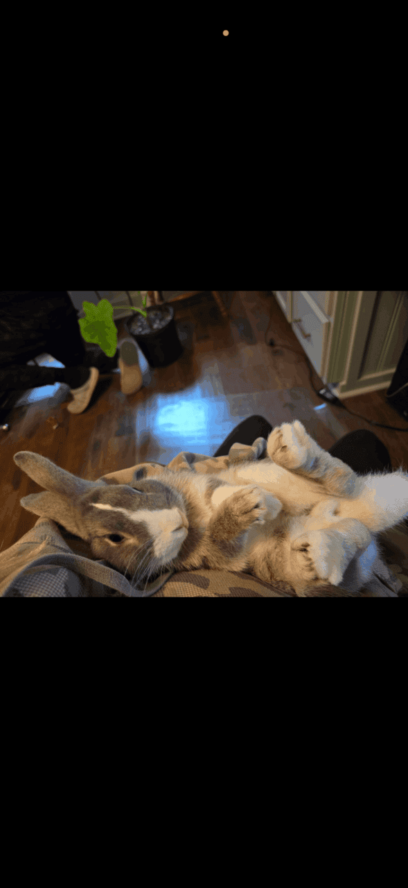 Rehoming Cuddly Bunny!! image 6