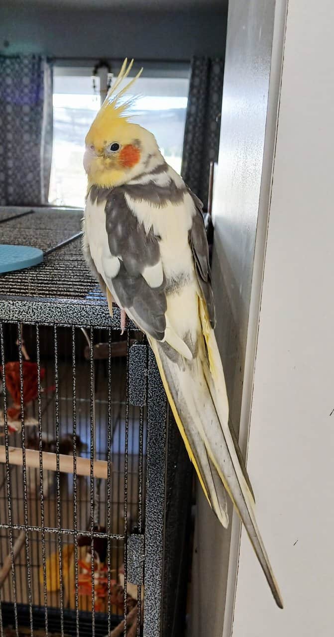 Bird cage and cockatiel image 2