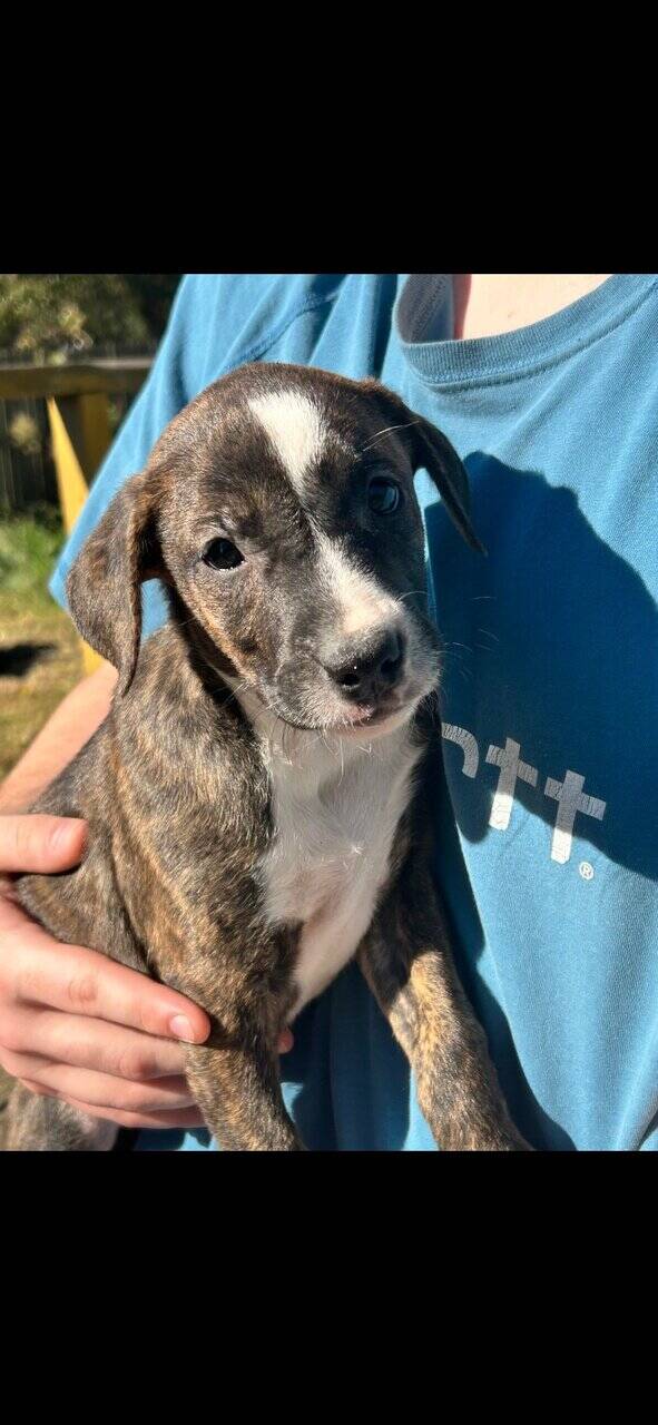 Mixed puppies image 3