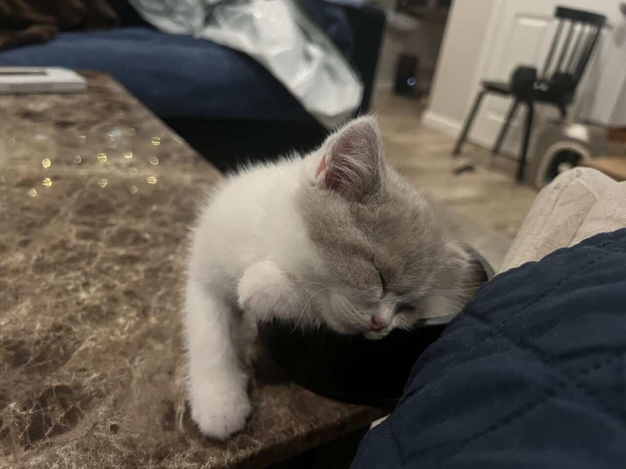 3 British shorthair kittens (2m, 1f) image 6