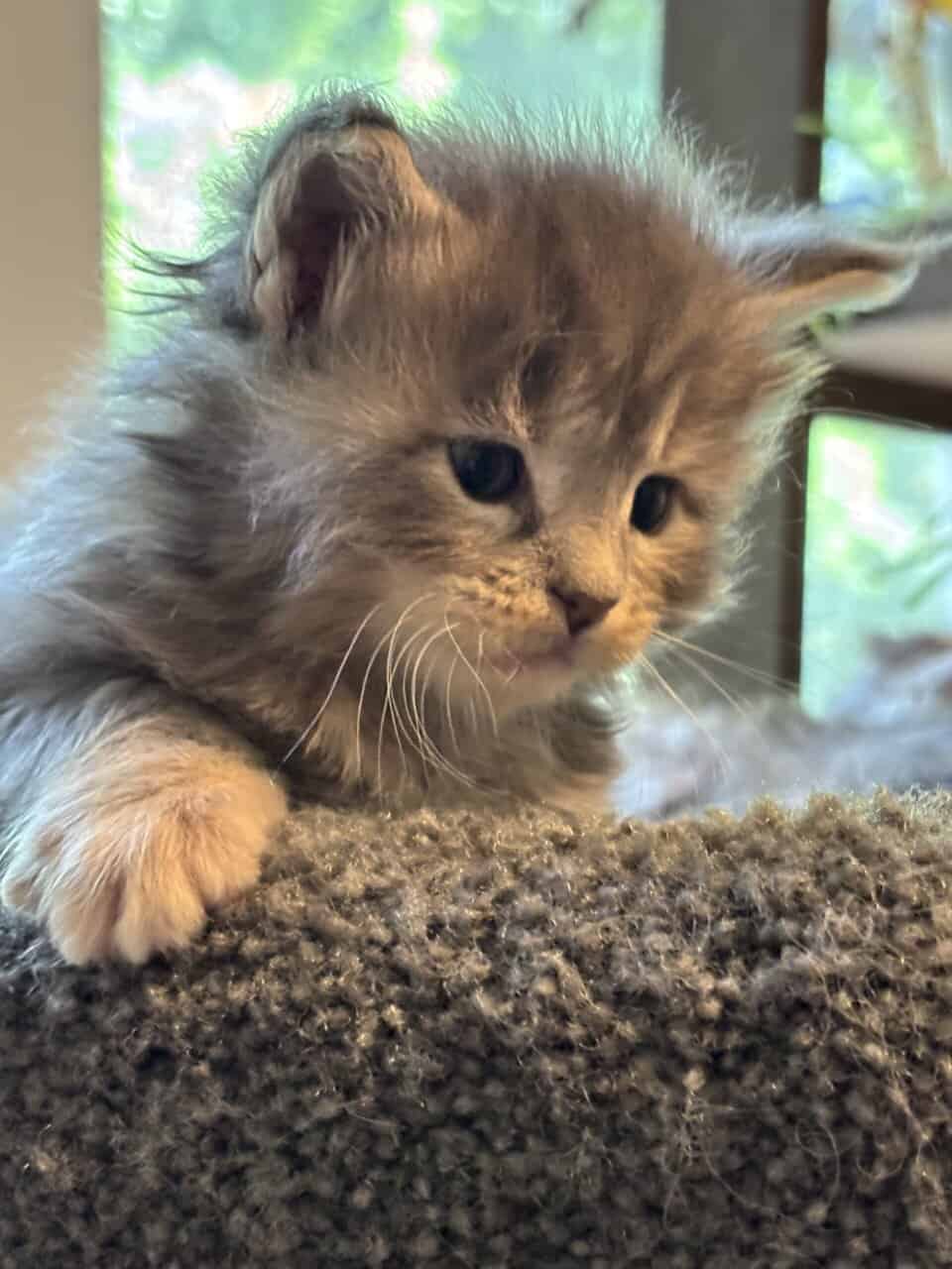 TICA registered Maine coon kittens image 3
