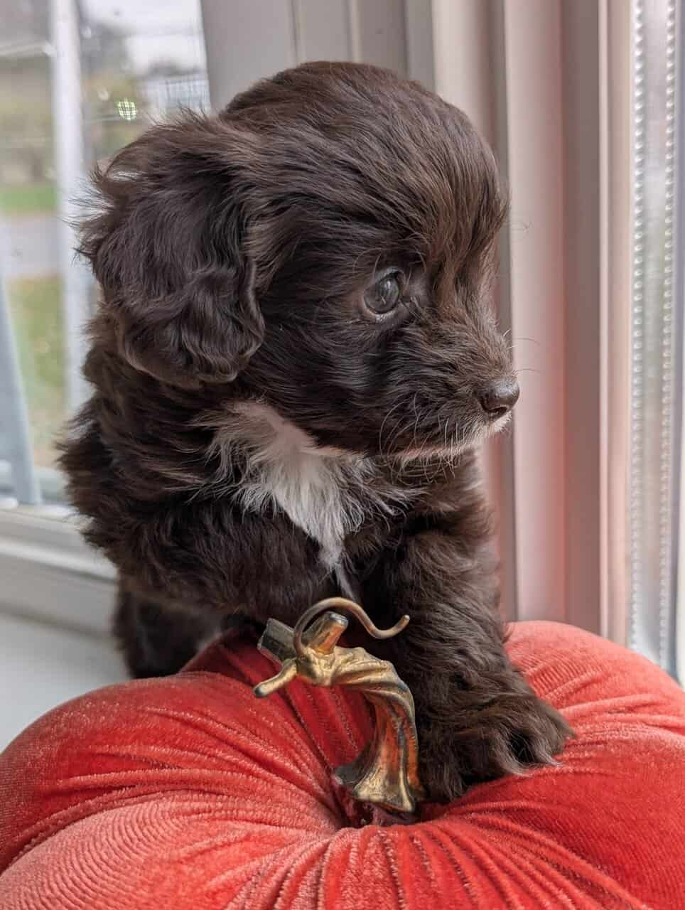 Miniature Aussiedoodles image 5