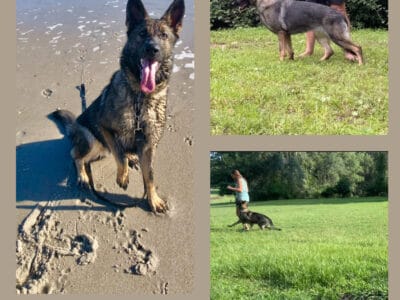 German shepherd female