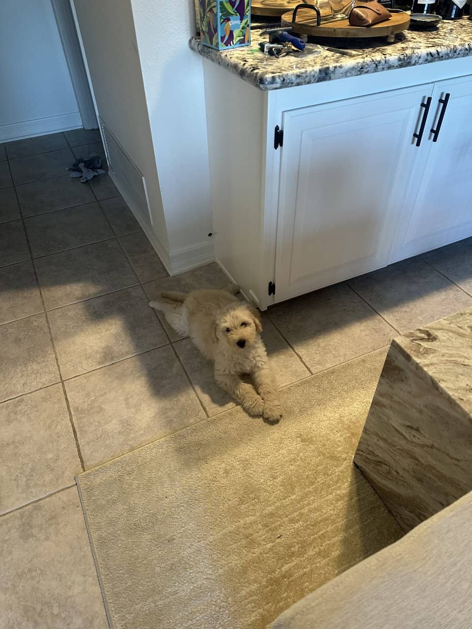Golden doodle puppy image 4