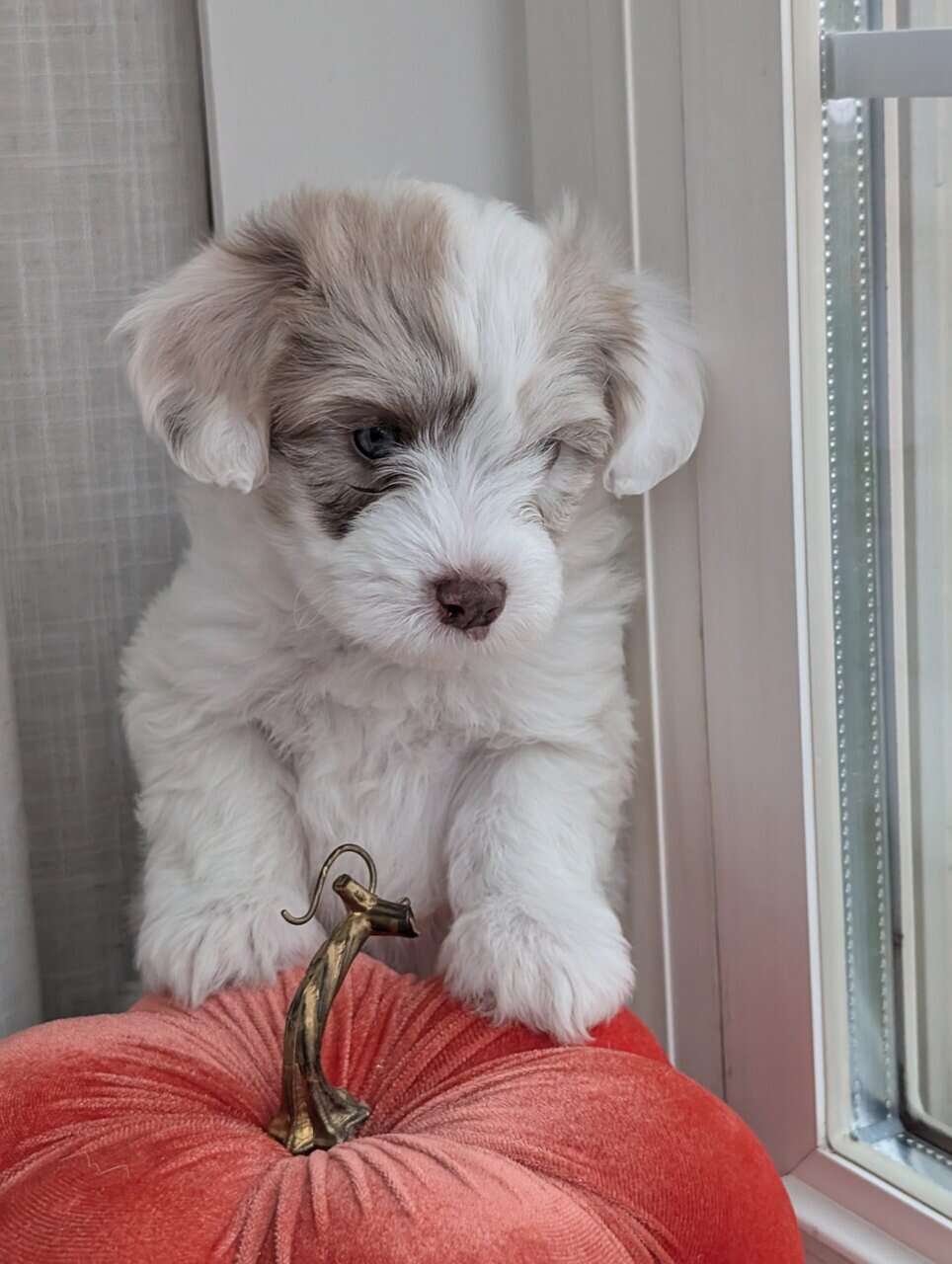 Miniature Aussiedoodles image 3