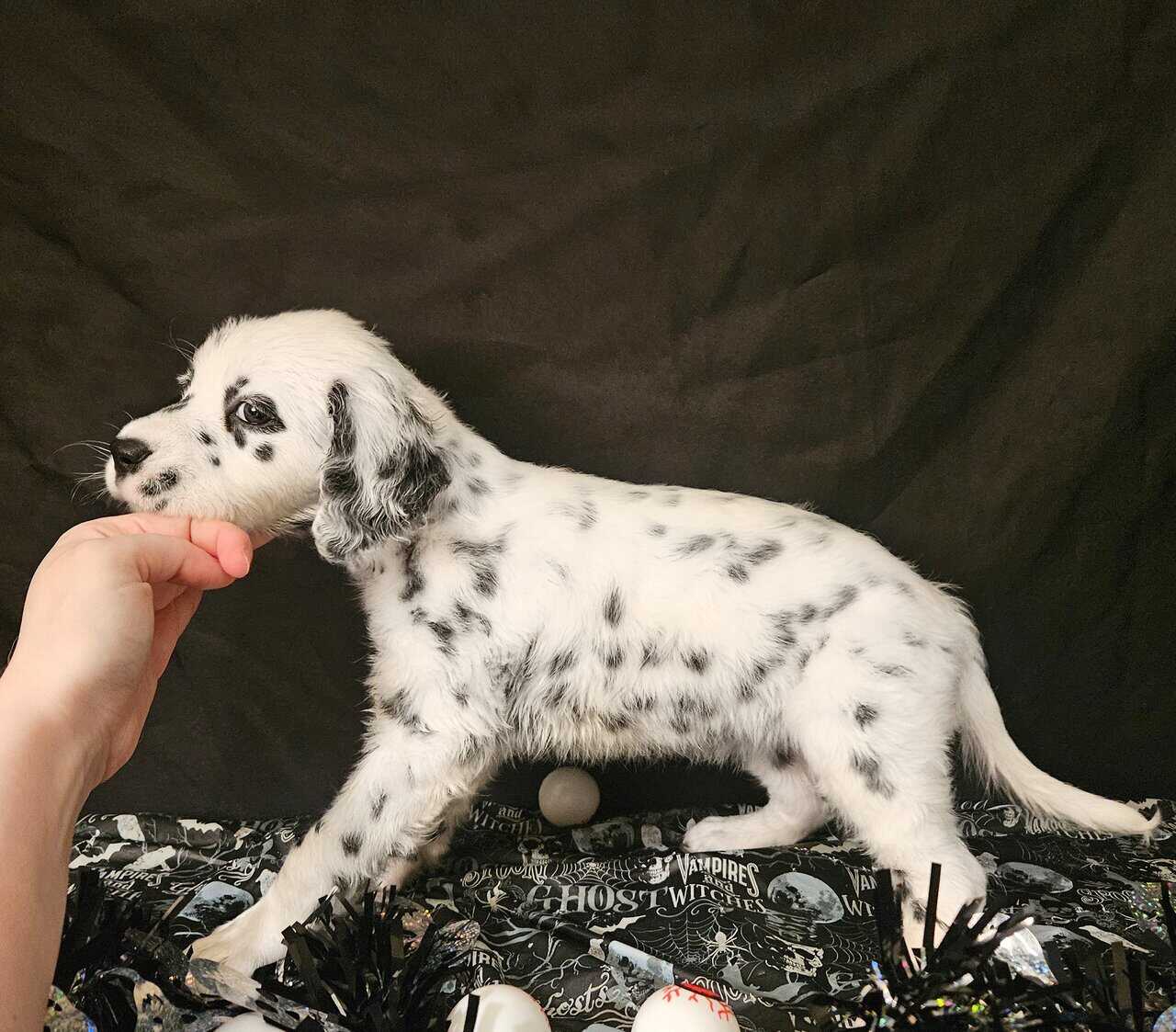 Dalmatian puppies image 6