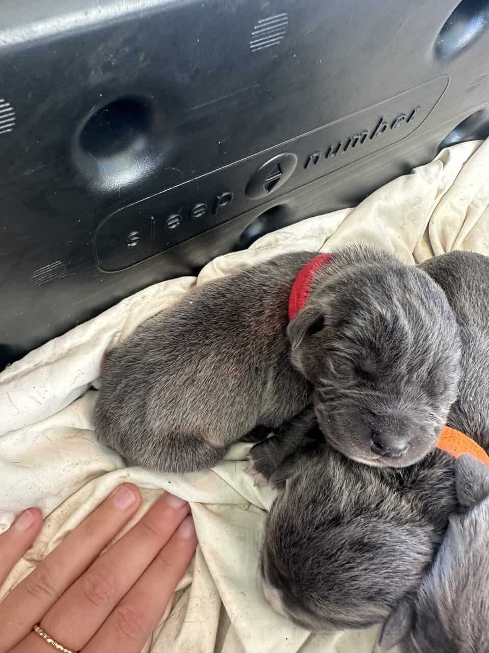 Cane Corso Mix image 12