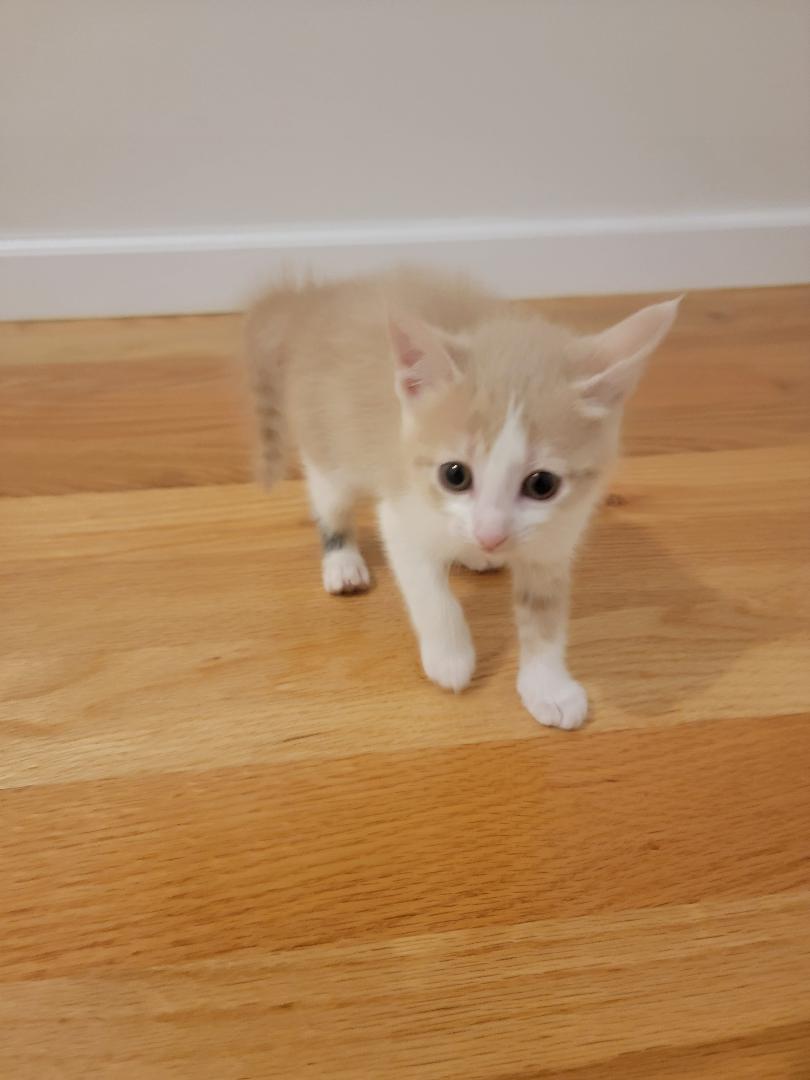 Nice Kittens image 4