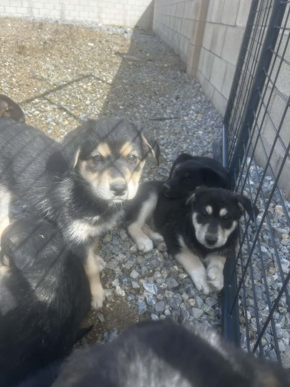 8 puppiess for free image 4