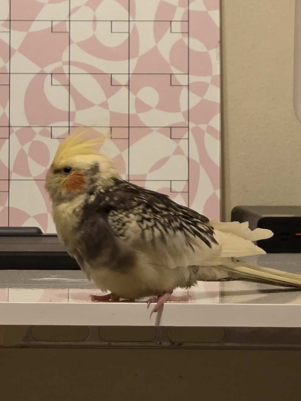 1 pair of cockatiels for sale image 1